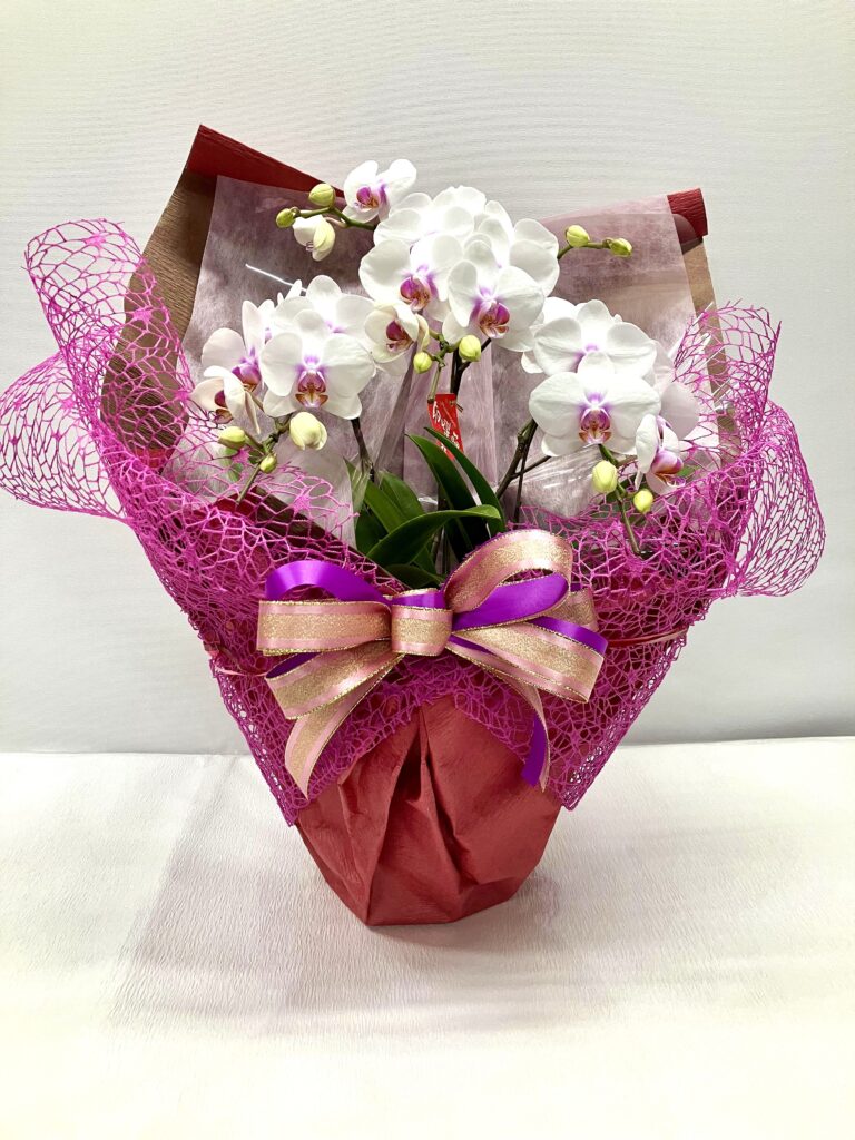 胡蝶蘭（中）